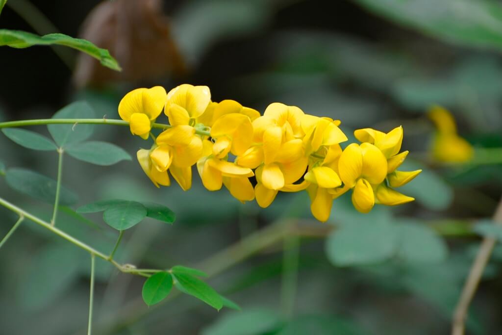 Crotalaria longirostrata